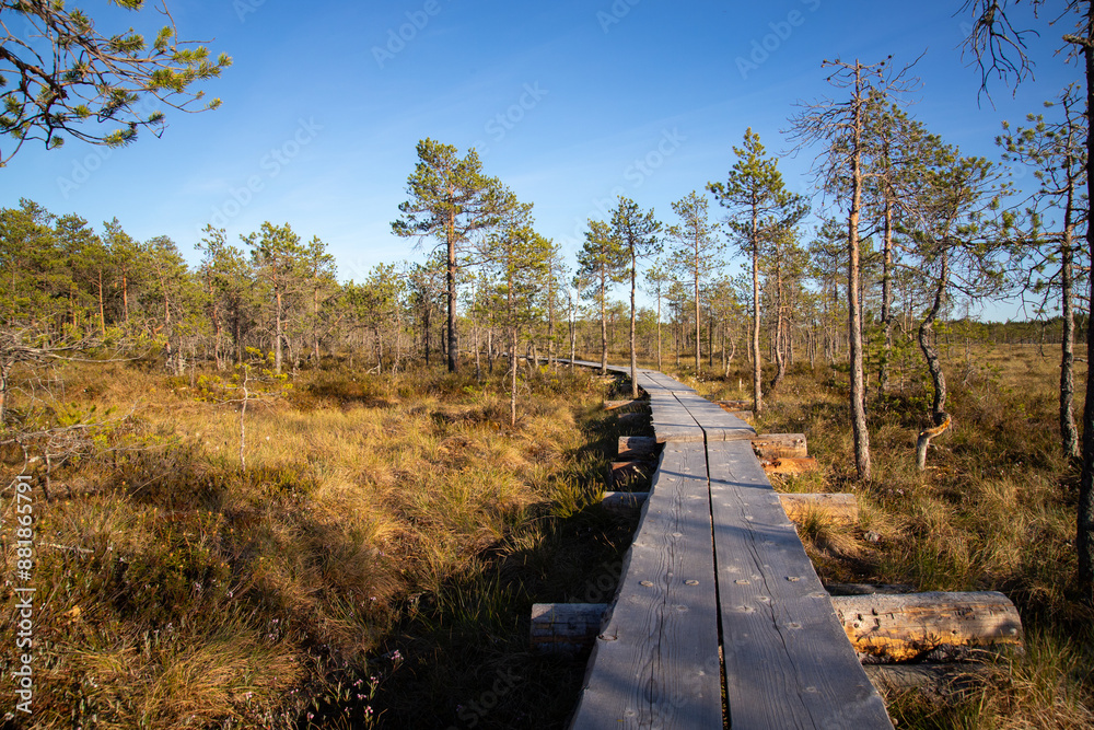 Fototapeta premium Scenic view of duckboard path through wetland