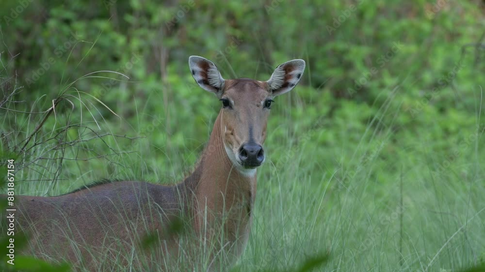 The Nilgai (Boselaphus tragocamelus) is an antelope found in Asia. It commonly seen in India, Bangladesh, Nepal and eastern Pakistan. Antelope in the grass. The Nilgai (Boselaphus tragocamelus) is an antelope found in Asia. It commonly seen in India, Bangladesh, Nepal and eastern Pakistan. Antelope in the grass.