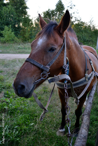 Portrait of a village horse in harness