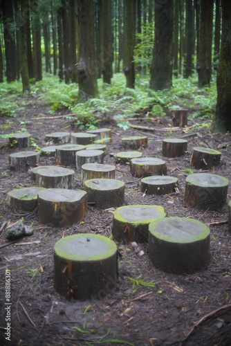 forest in Jeju island