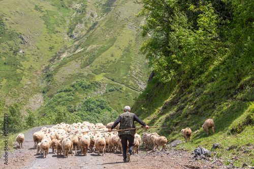 herd of sheep on a hillside