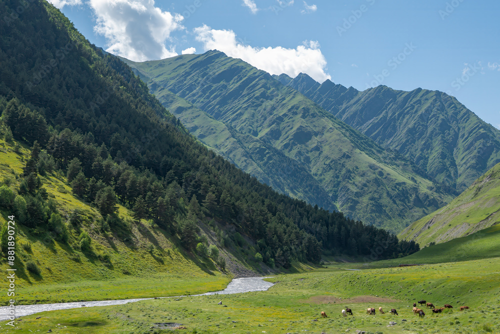 alpine meadow in the mountains alpine meadow in the mountains