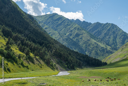 Fotografie alpine meadow in the mountains