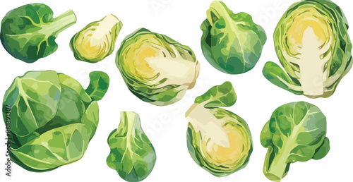 Brussels sprout watercolor clipart