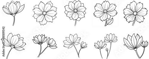 line drawing cosmos flower
