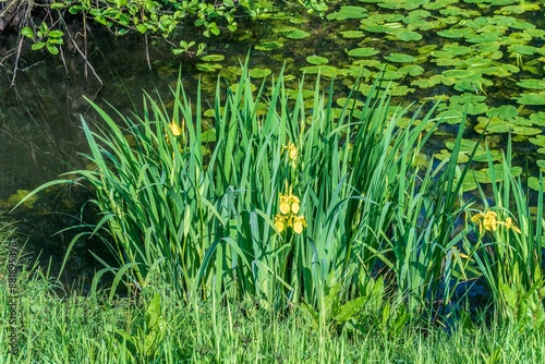 Garden pond with flowering plants on a sunny day photo