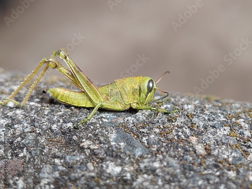 Принти на полотні green grasshoppers perched on rocks