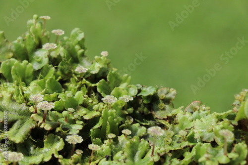 bright green liverwort with the male gametophytes resembling tiny umbrellas photo