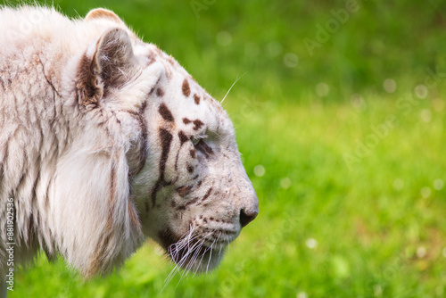 White tiger head seen in profile walking on grassin profile walking on grass photo