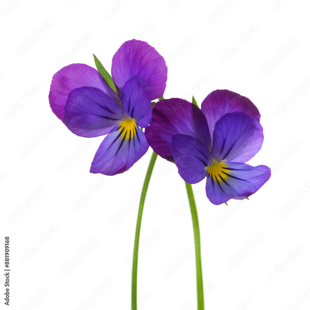 Two flowers of Viola tricolor (Johnny Jump up) isolated on white background.. Selective focus