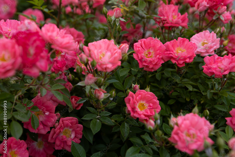 blooming pale red rose on a bush nature background blooming pale red rose on a bush nature background