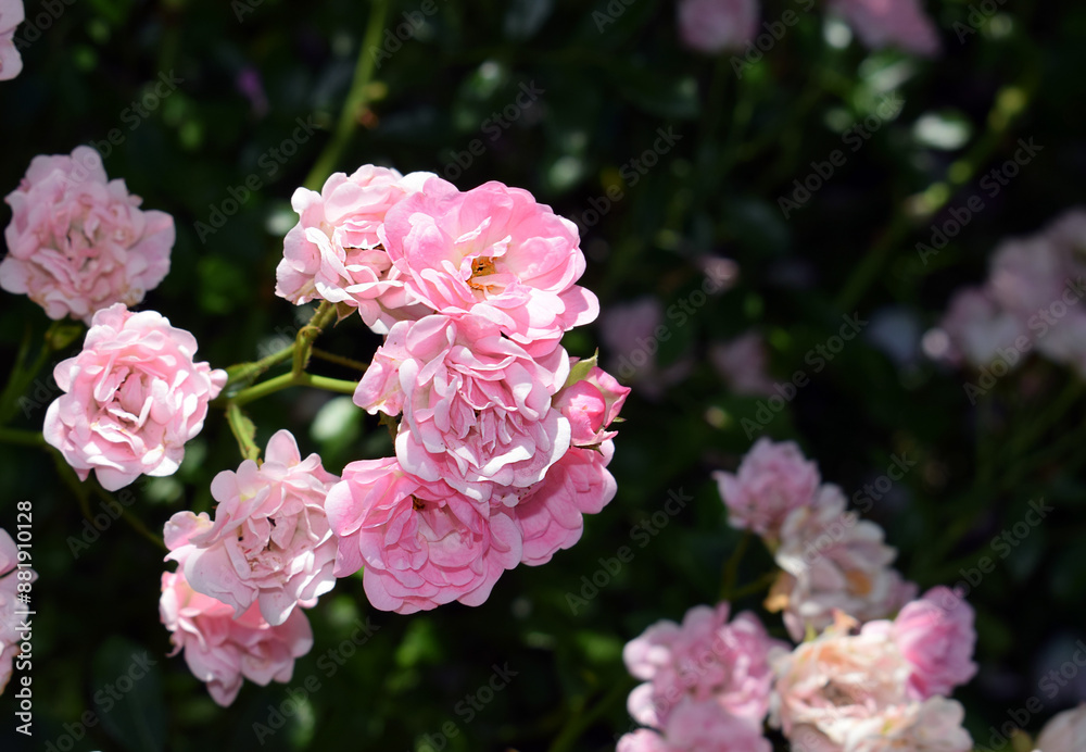 Beauty of pink blooming roses Beauty of pink blooming roses