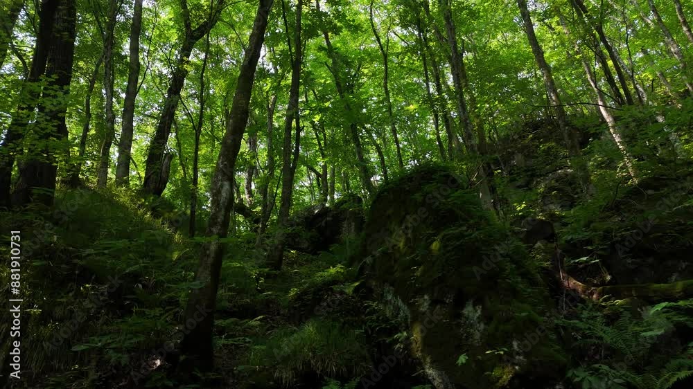 深い森　森林　うっそうとした雰囲気　そよ風　イメージ
