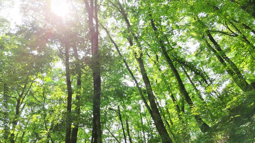 さわやかな森林　木漏れ日　太陽の光　鮮やかな緑色