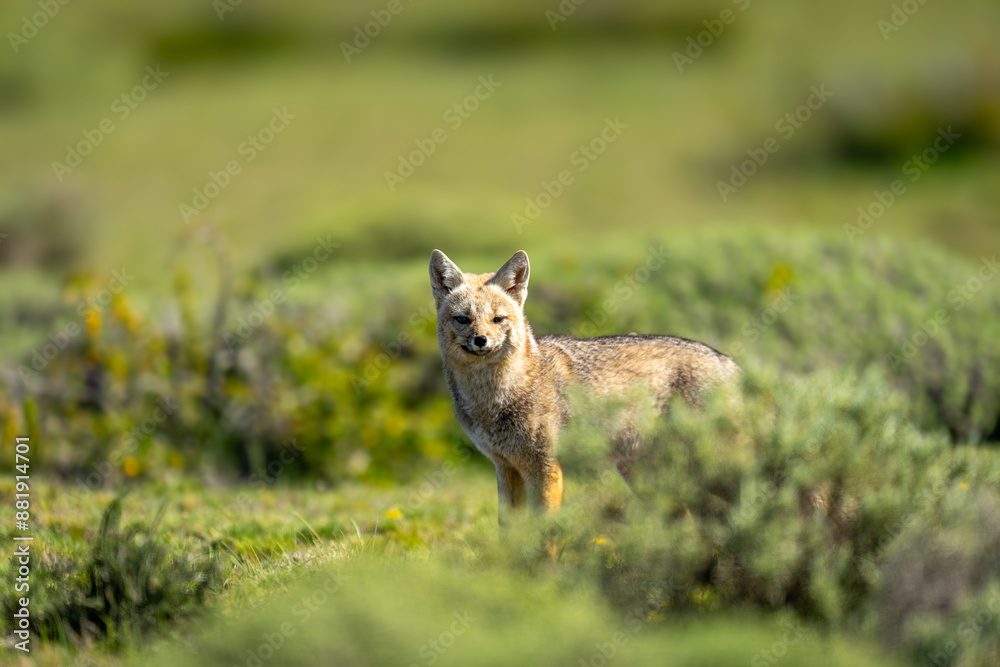 Obraz premium South American gray fox stands amongst bushes
