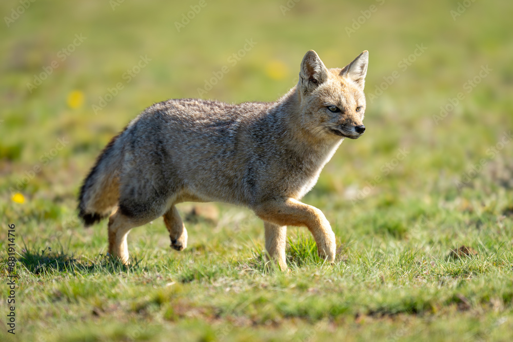 South American gray fox runs in grass South American gray fox runs in grass