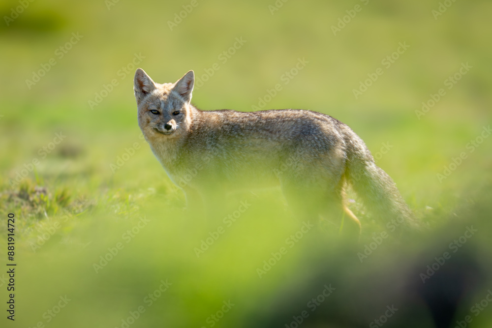 Naklejka premium South American gray fox stand behind bush
