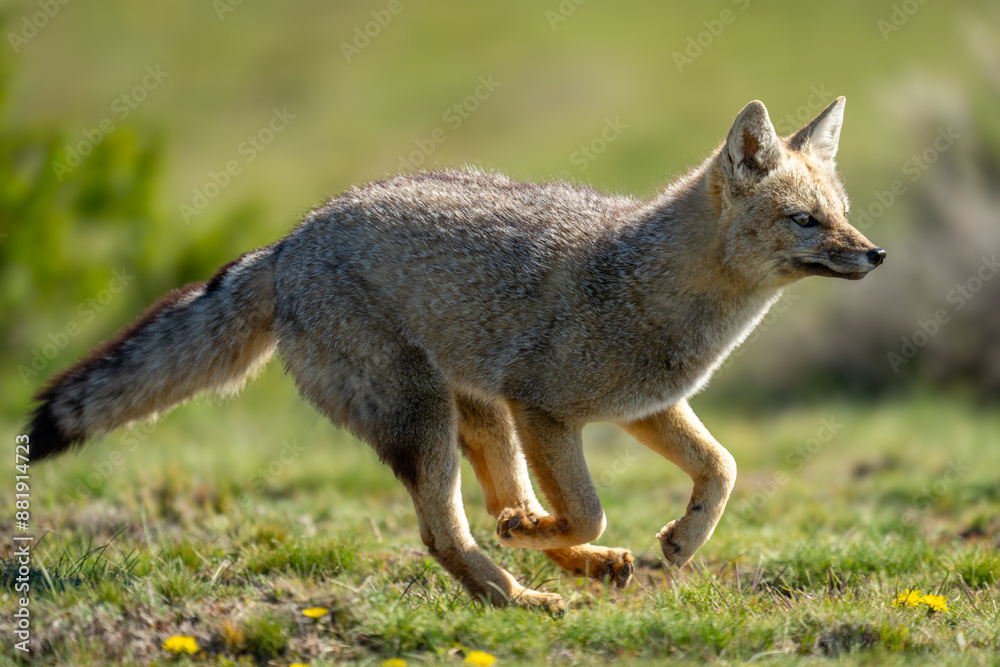 Fototapeta premium South American gray fox runs through field