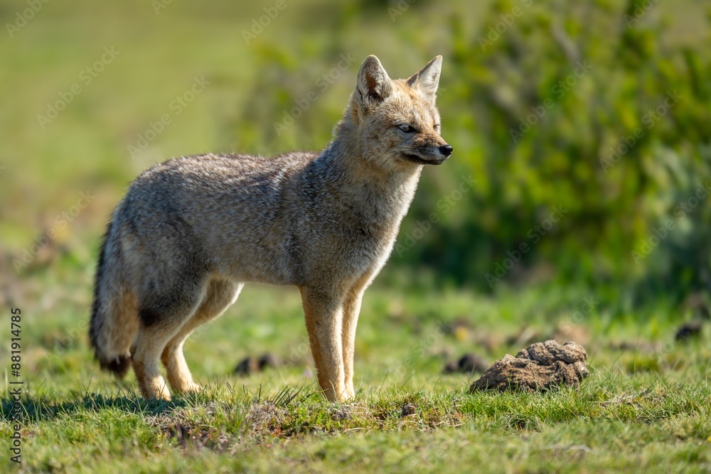 South American gray fox stands on grass South American gray fox stands on grass