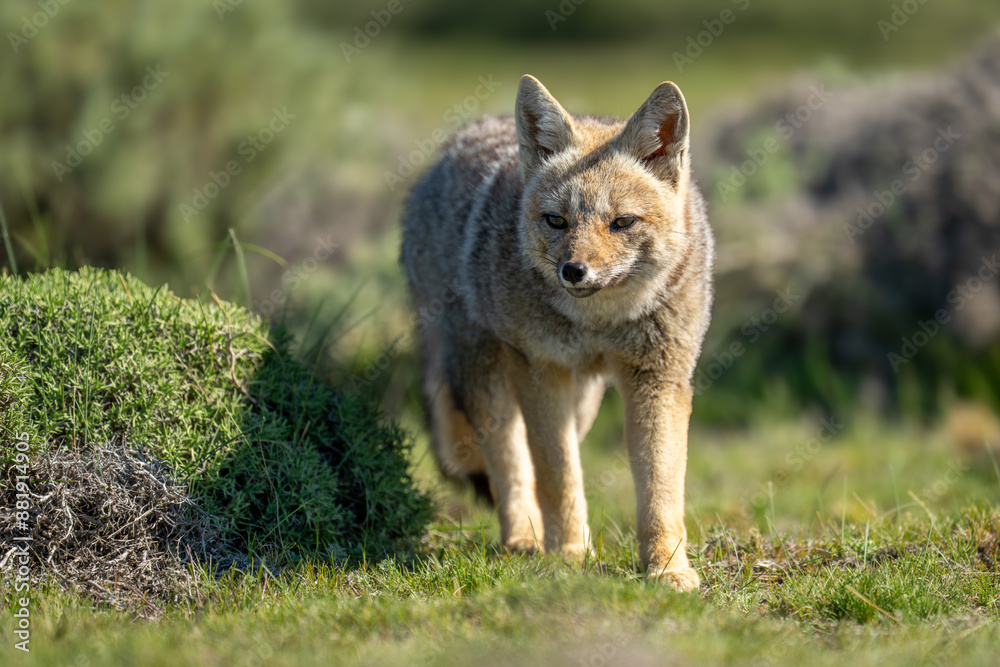 Fototapeta premium South American gray fox walking toward camera