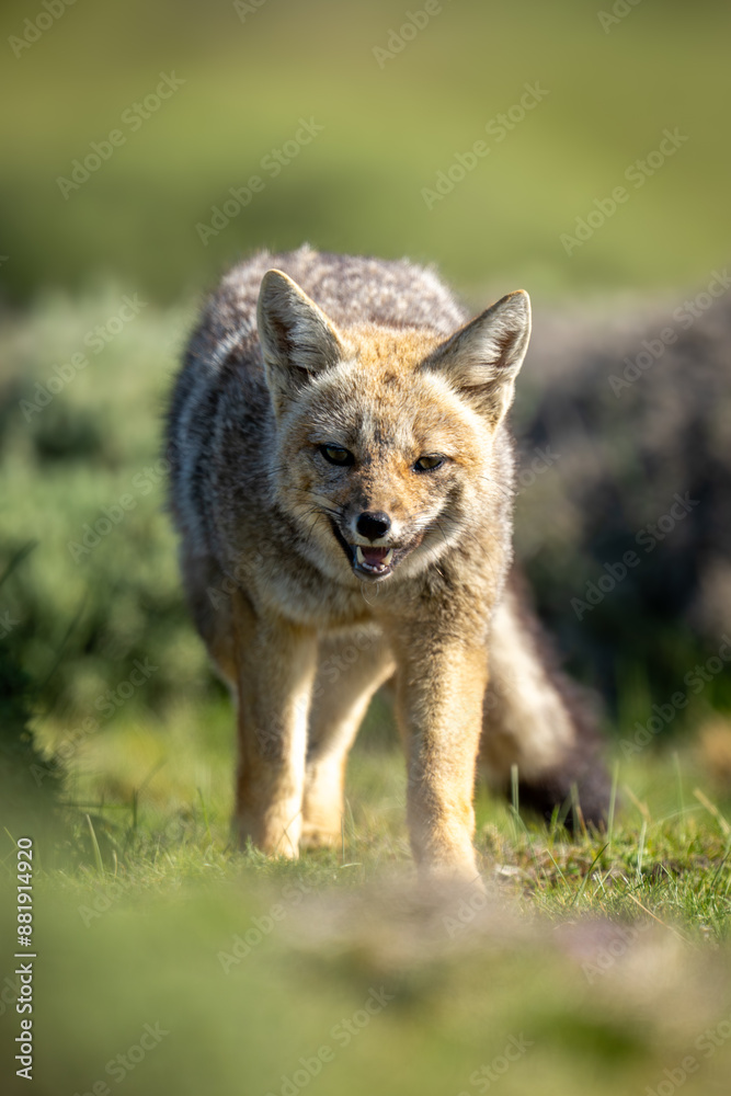 South American gray fox walks opening mouth South American gray fox walks opening mouth