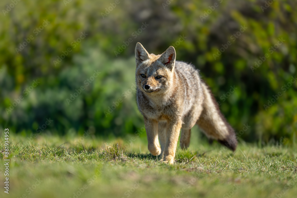 South American gray fox walks near bushes South American gray fox walks near bushes