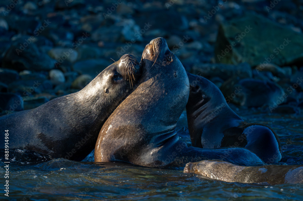 Fototapeta premium South American sea lions play in sea