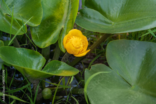 Beautiful yellow water-lily. Nuphar lutea or brandy-bottle plant. Aquatic plant grows in shallow water and wetlands. Place for text.