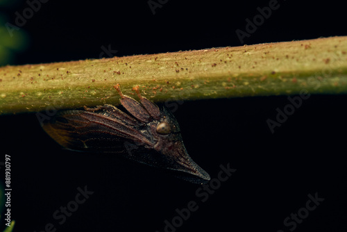 Details of a black enchenopa walking on a green leaf. photo