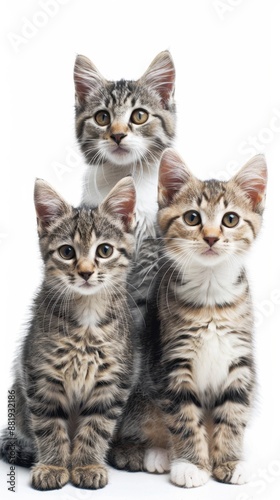 Cats sitting together, pure white background, realistic, high resolution, studio lighting, vibrant details