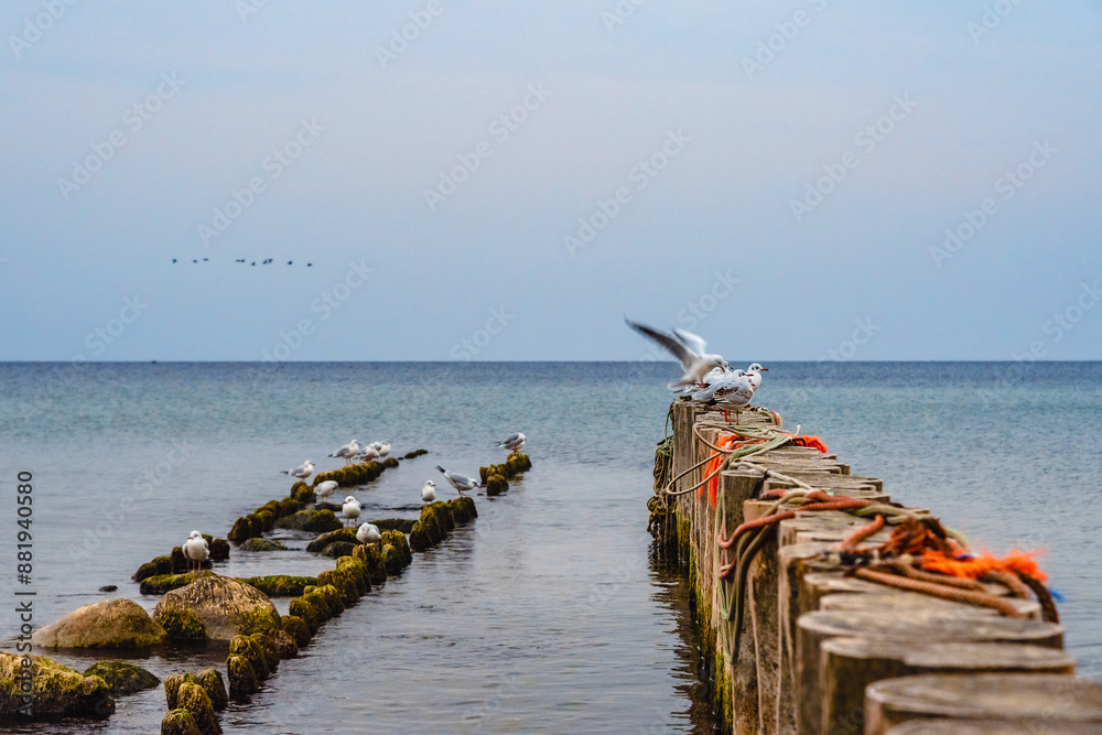 Seagulls sitting on the wooden breakwater at sunrise. Zelenogradsk. Kaliningrad region. Russia
