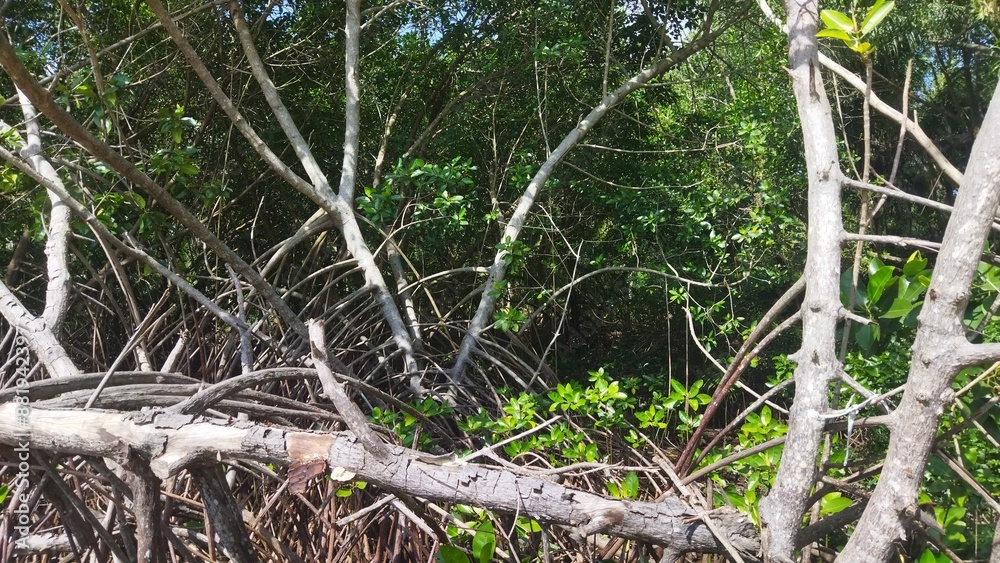 Obraz premium Mangrove forest plants with thick roots