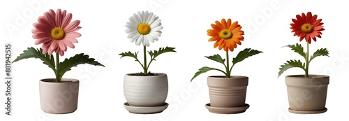 Set of beautiful colourful blooming daisies plants in different pots isolated on transparent background. Generative AI