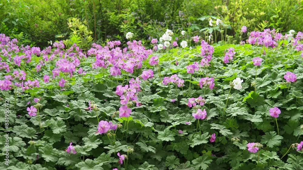 Geranium cantabrigiense is a hybrid flowering plant in the cranesbill family Geraniaceae. It is an hybrid between Geranium dalmaticum and G. macrorrhizum. Long-lasting pink flowers. Budapest, Hungary