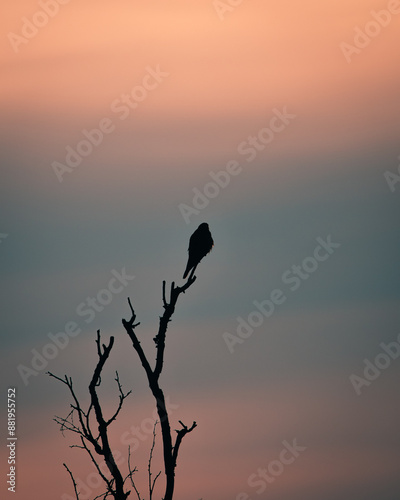 a kestrel resting in National park the Sallandse Heuvelrug,  The Netherlands photo