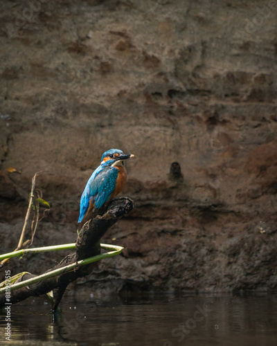 a kingsfisher sitting on a branch underneath a river called de regge photo