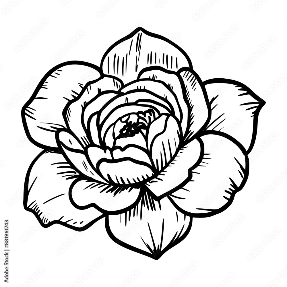 Contour sketch of a flower on a white background. Contour sketch of a flower on a white background.