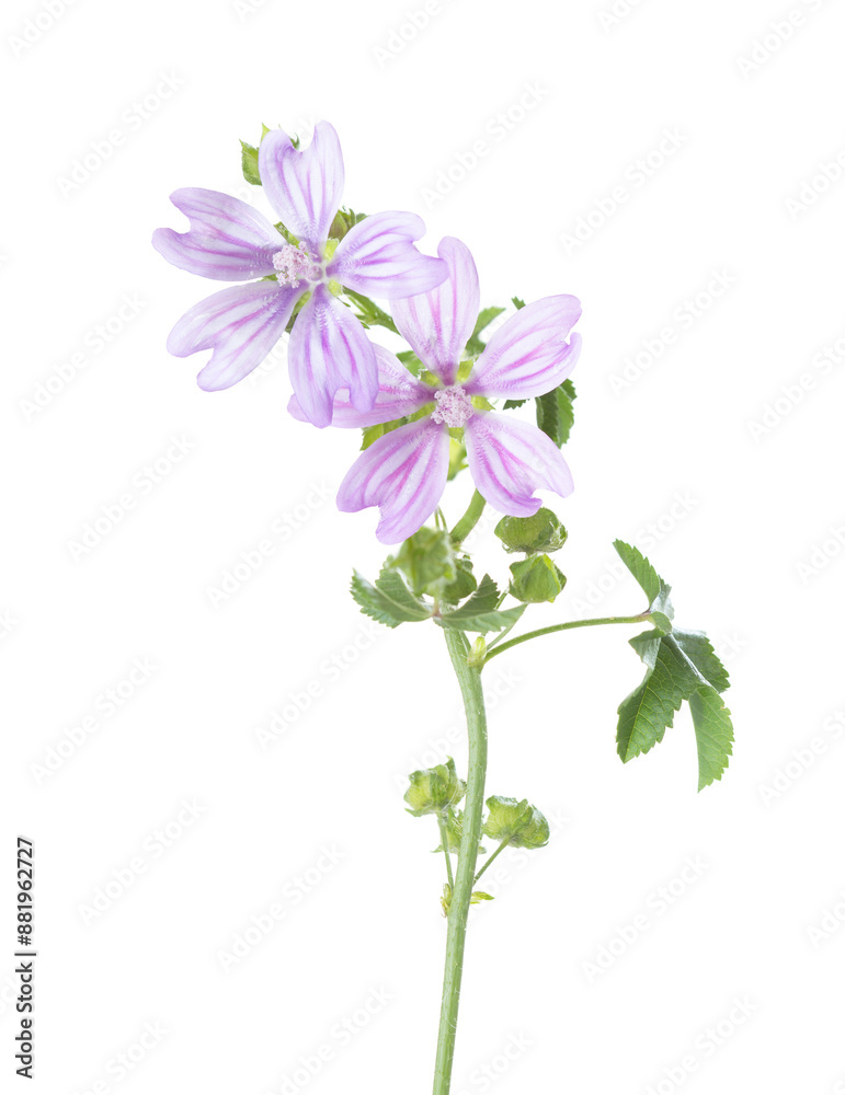 Sprig with two Cornish mallow flowers isolated on a white background. Malva multiflora. Selective focus