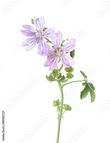 Obraz na płótnie Sprig with two Cornish mallow flowers isolated on a white background. Malva multiflora. Selective focus w salonie