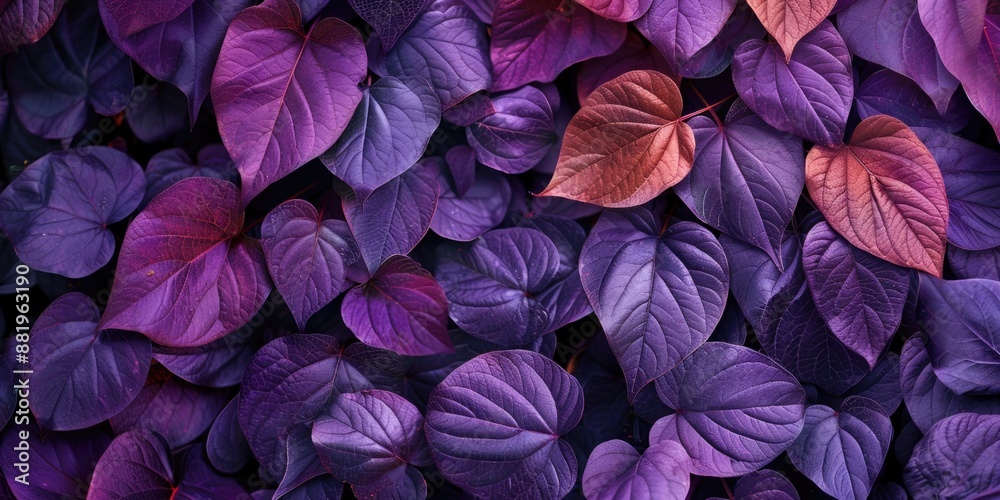 Purple Leaves Close-Up Purple Leaves Close-Up