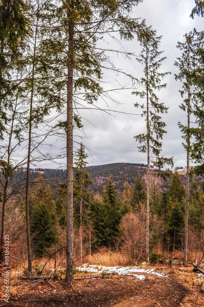 Landscapes - Forest - Europe, Romania, Suceava region Landscapes - Forest - Europe, Romania, Suceava region