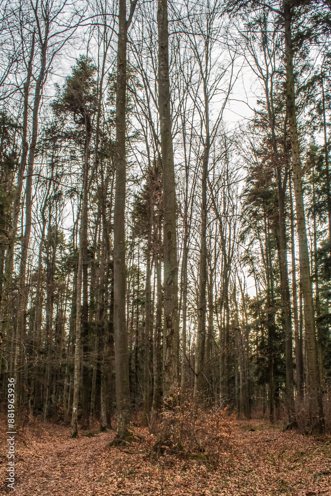 Obraz premium Landscapes - Forest - Europe, Romania, Suceava region