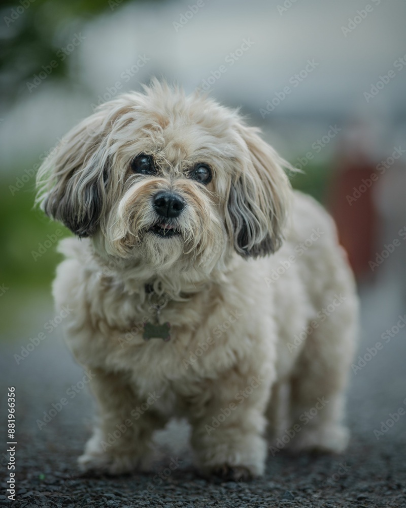 Close-up of a fluffy dog standing on a gravel path with a blurred background Close-up of a fluffy dog standing on a gravel path with a blurred background