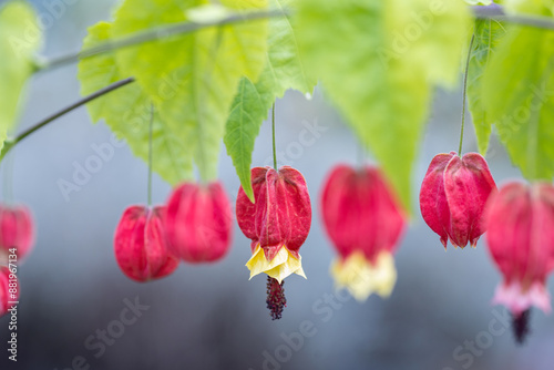 Abutilon megapotamicum or Callianthe megapotamica (trailing abutilon) is a species of Abutilon native to Argentina, Brazil and Uruguay. It's also known as flowering maple or Chinese lantern. photo