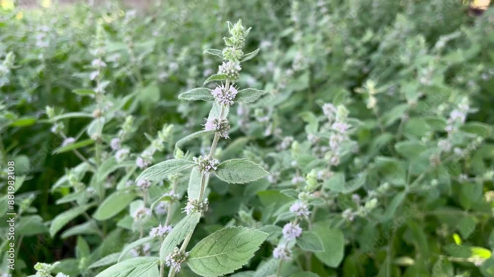 Flowering peppermint field natural background Flowering peppermint field natural background