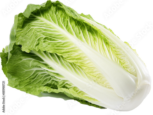 chinese cabbage, photo