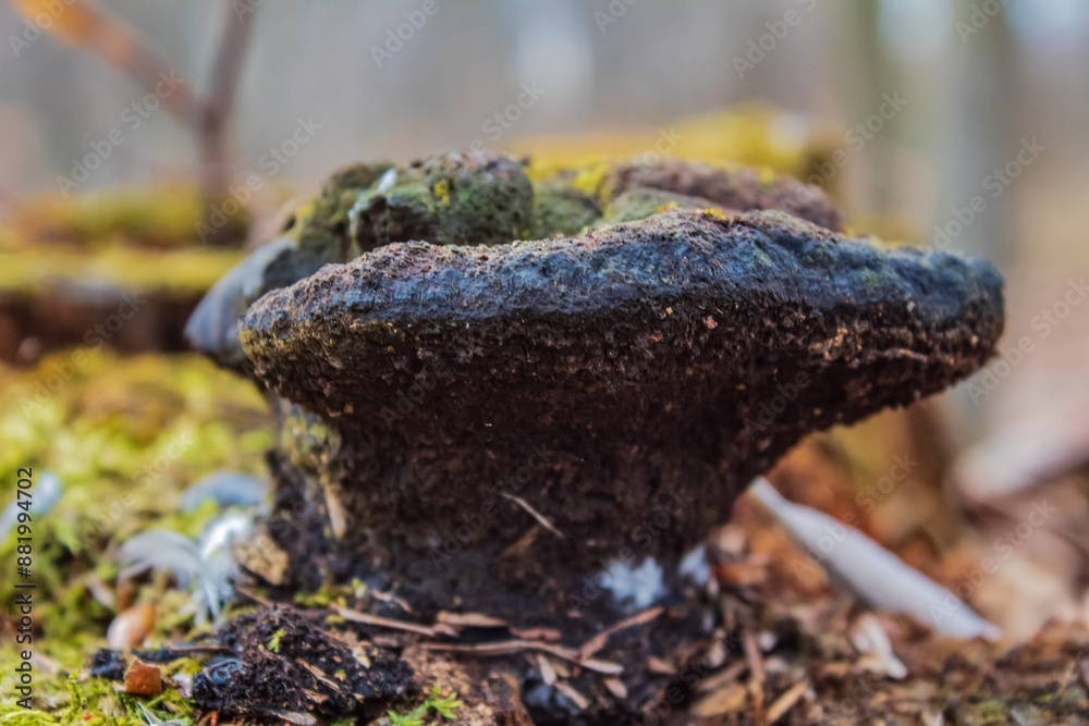 Macro  - Forest - Europe, Romania, Suceava region