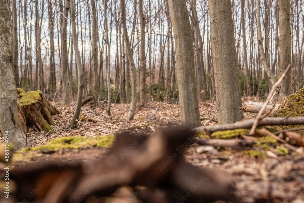 Macro  - Forest - Europe, Romania, Suceava region