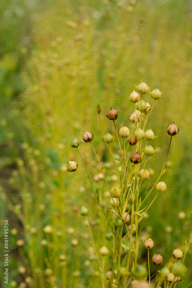 Flax ripening in the field. Sustainable resource. Flax ripening in the field. Sustainable resource.
