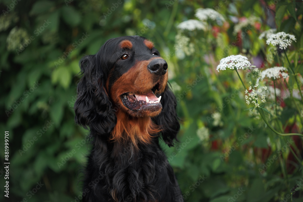happy young gordon setter dog portrait outdoors in summer happy young gordon setter dog portrait outdoors in summer